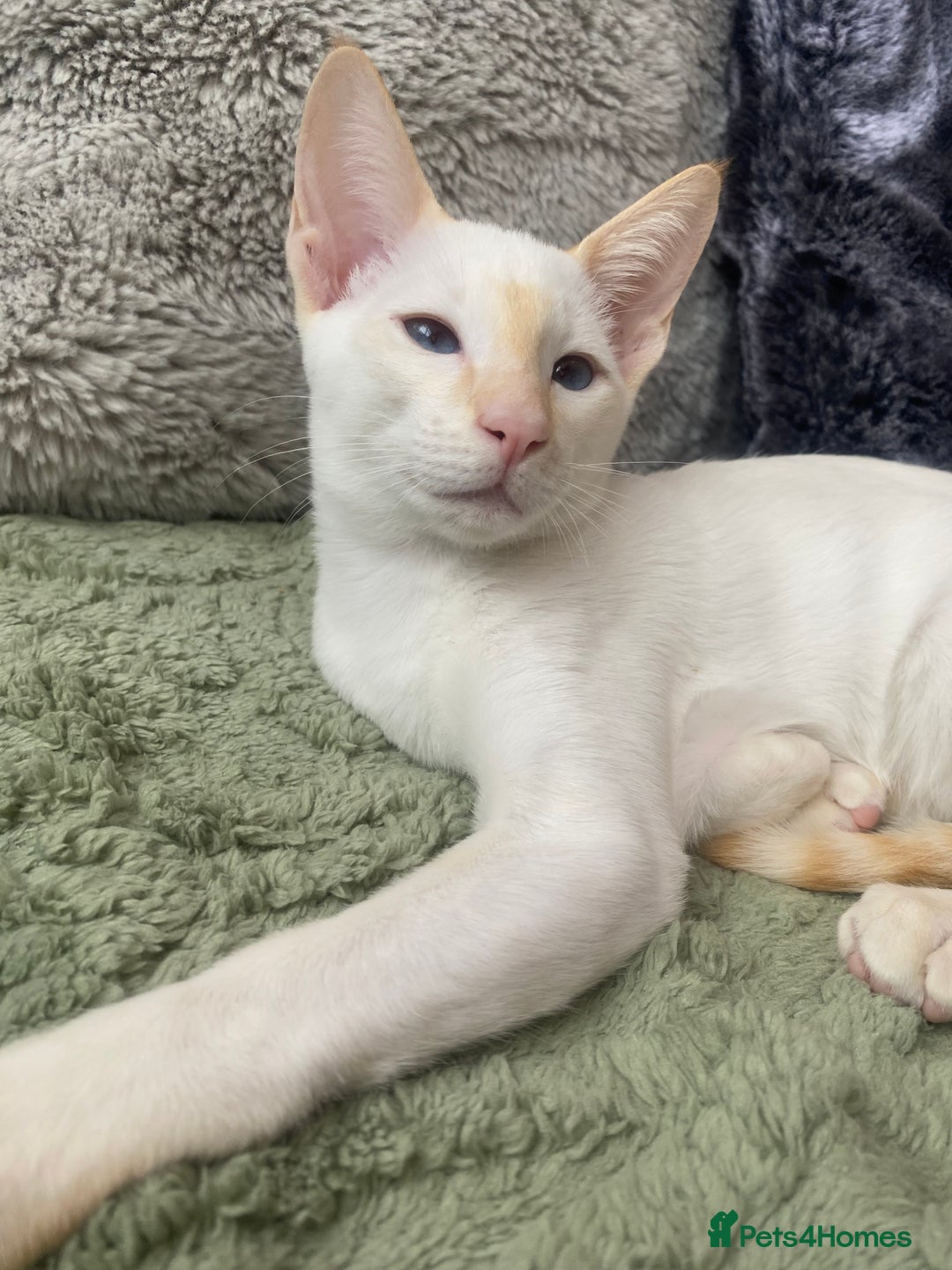 Siamese cats for sale: Flame point Siamese  - Image 1