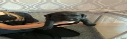 Mixed Breed dogs for sale: Pups for sale  in Falkirk - Advert 7