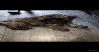 Lhasa Apso dogs - Advert 16