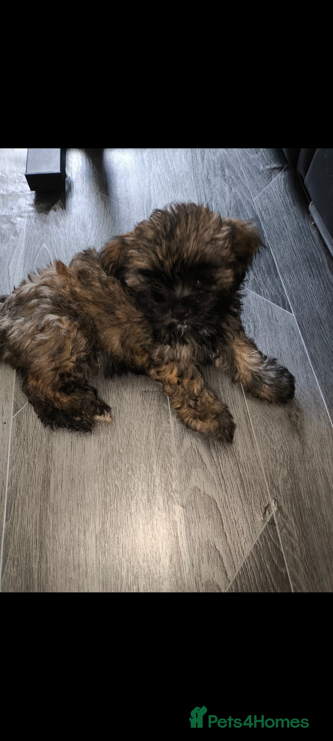 Lhasa Apso dogs for sale: Lhasa apso puppy last beautiful boy left 🩵 - Image 10