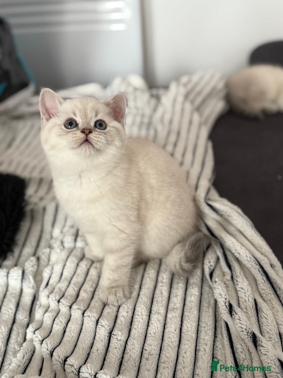Scottish Fold cats for sale: 😻Stunning Pure breed Scottish fold kittens 😻 - Advert 19
