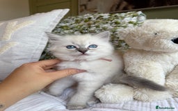 Ragdoll cats for sale: True to type, pure Ragdolls Kittesn - Image 7