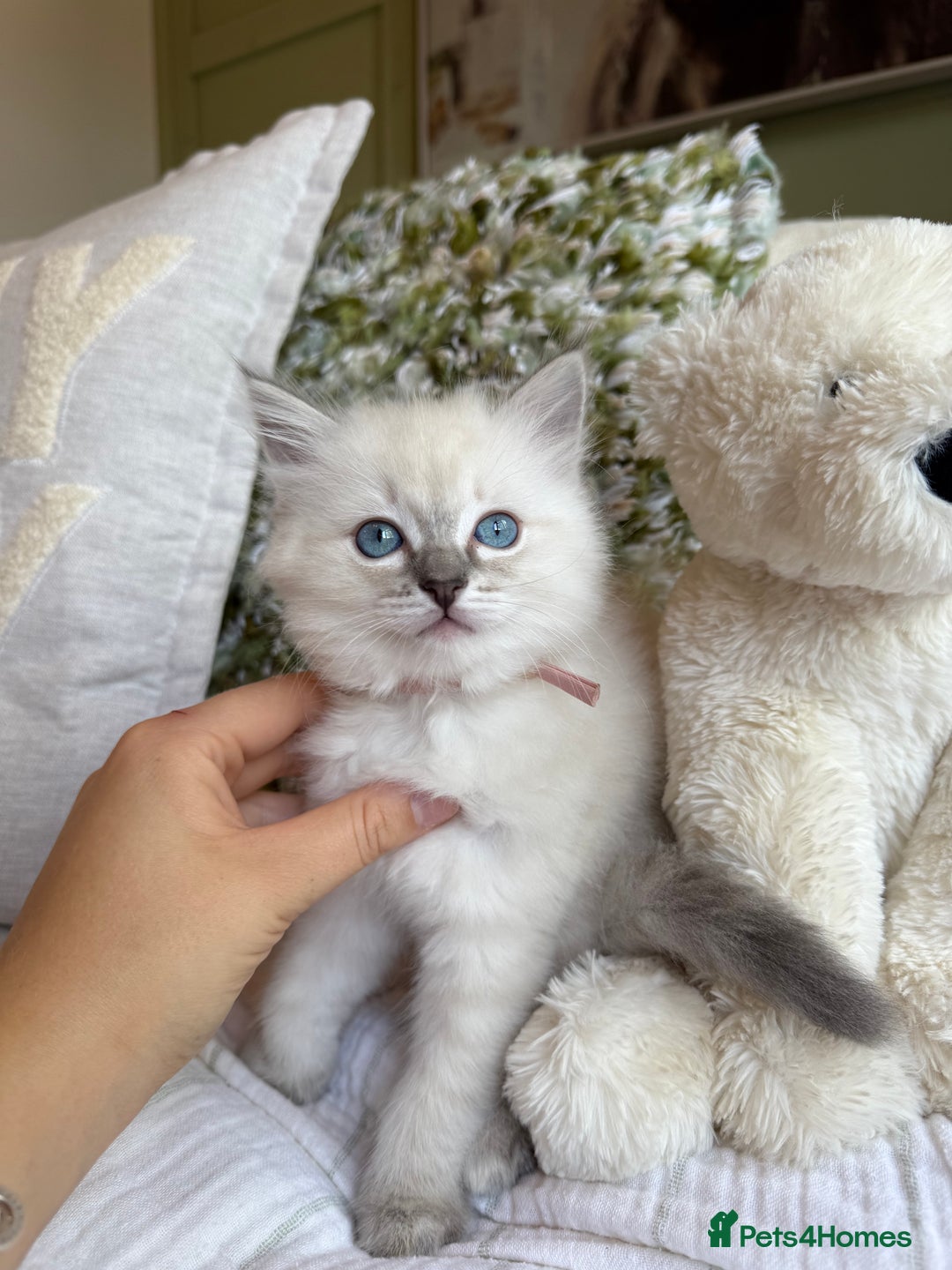 Ragdoll cats for sale: True to type, pure Ragdolls Kittesn - Image 7