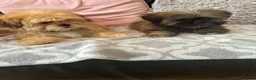 Shih Tzu dogs for sale: shih tzu puppies - Advert 3