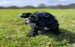 Cockapoo dogs for sale: F1 cockapoos - Image 11
