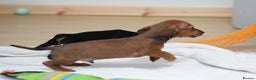Miniature Dachshund dogs for sale: 🌟Gorgeous Miniature Dachshunds🌟 - Advert 29