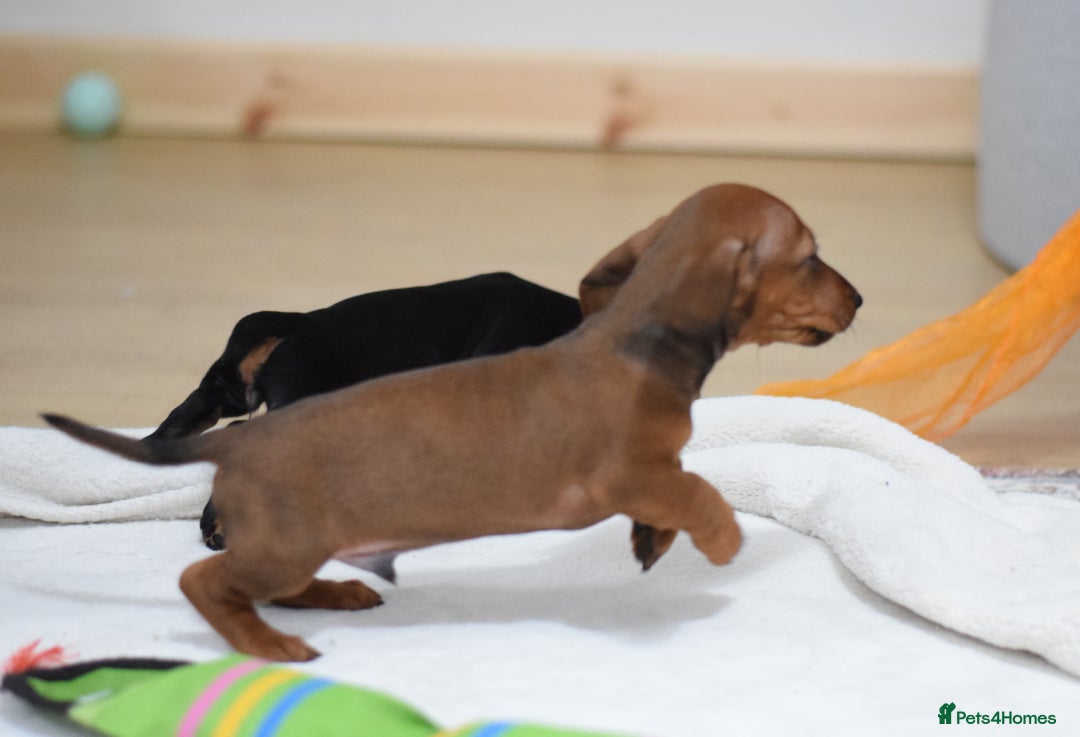 Miniature Dachshund dogs for sale: 🌟Gorgeous Miniature Dachshunds🌟 - Advert 29