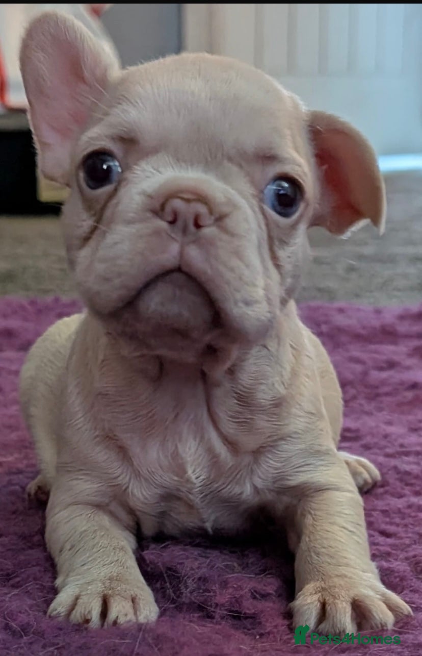 French Bulldog dogs 🔥 Unbelievable litter of 11 French Bulldogs 😍 - Advert 2