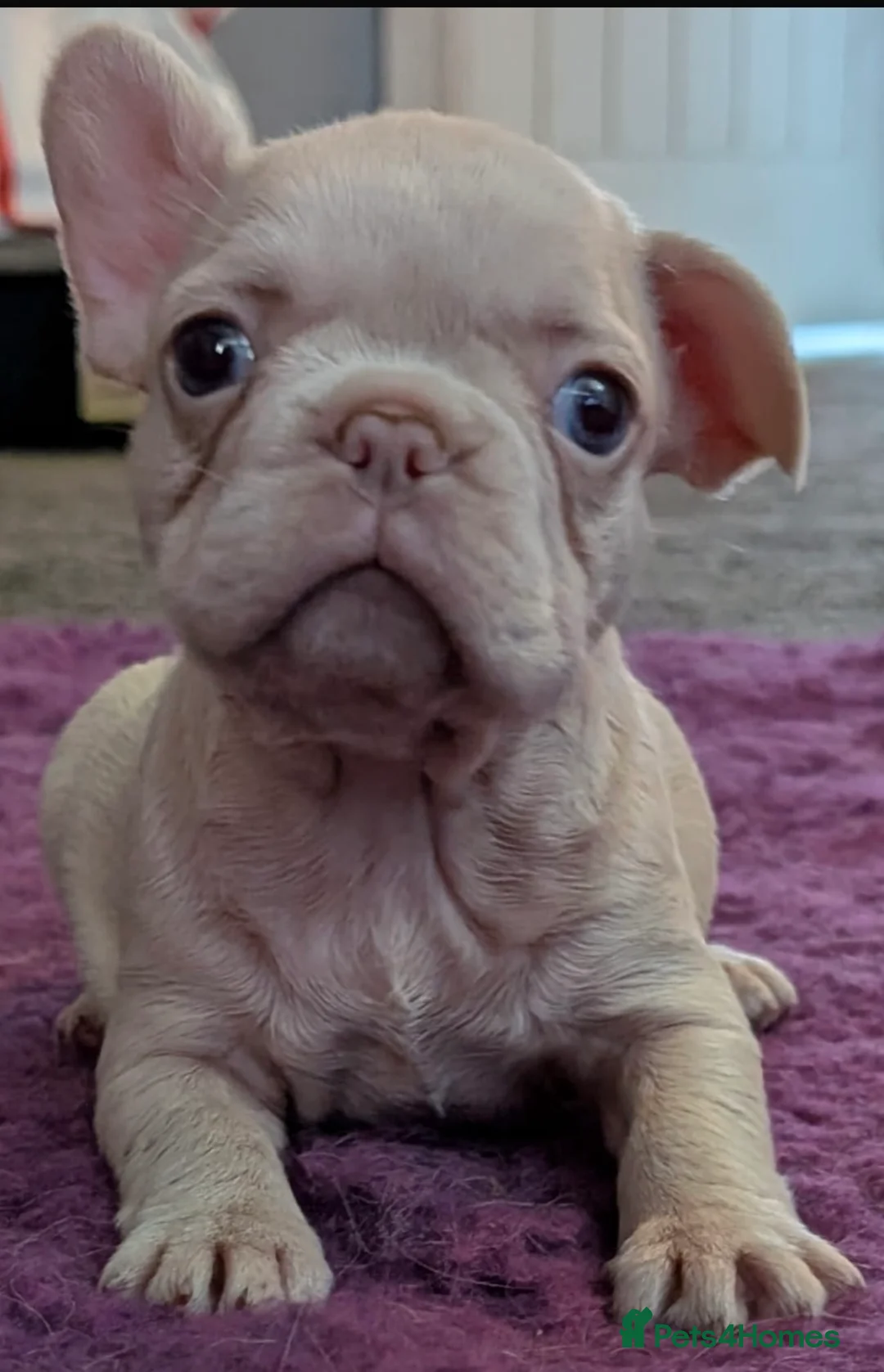 French Bulldog dogs for sale: 🔥 Unbelievable litter of 11 French Bulldogs 😍 in Barnsley - Advert 2
