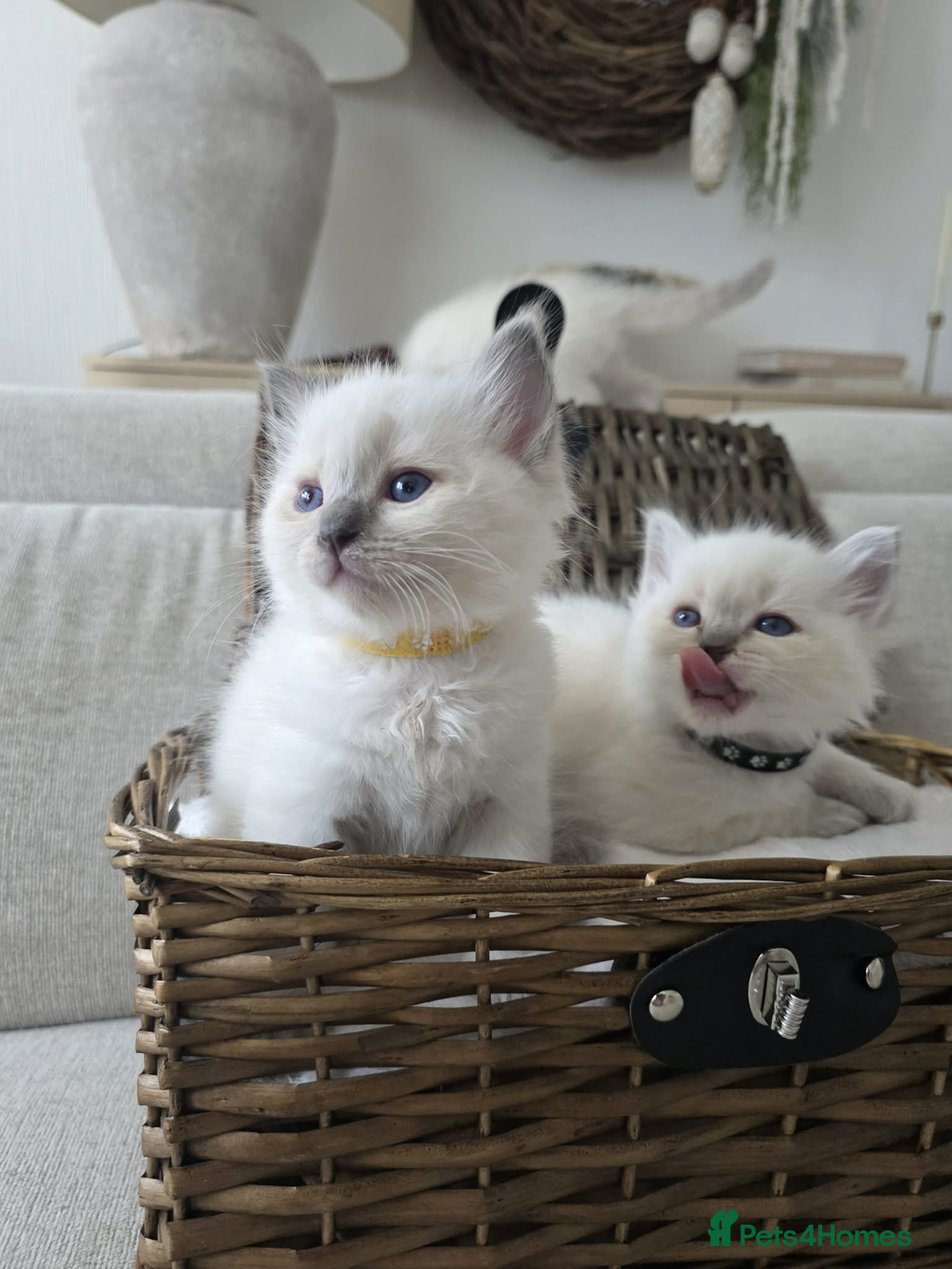 Ragdoll cats for sale: ✨RARE ALL LILAC LITTER GCCF&TICA Ragdoll Kittens✨ - Advert 27