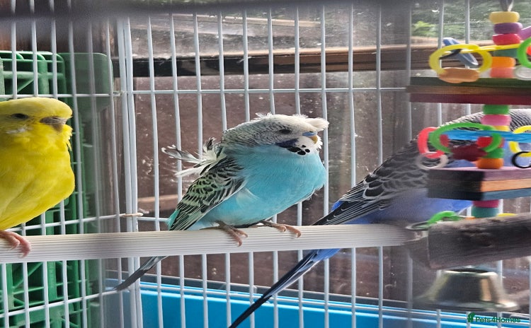 Budgerigars birds - Advert 9