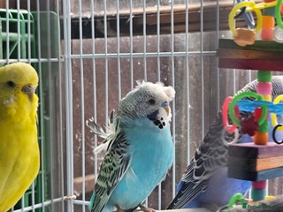 Budgerigars birds - Advert 12
