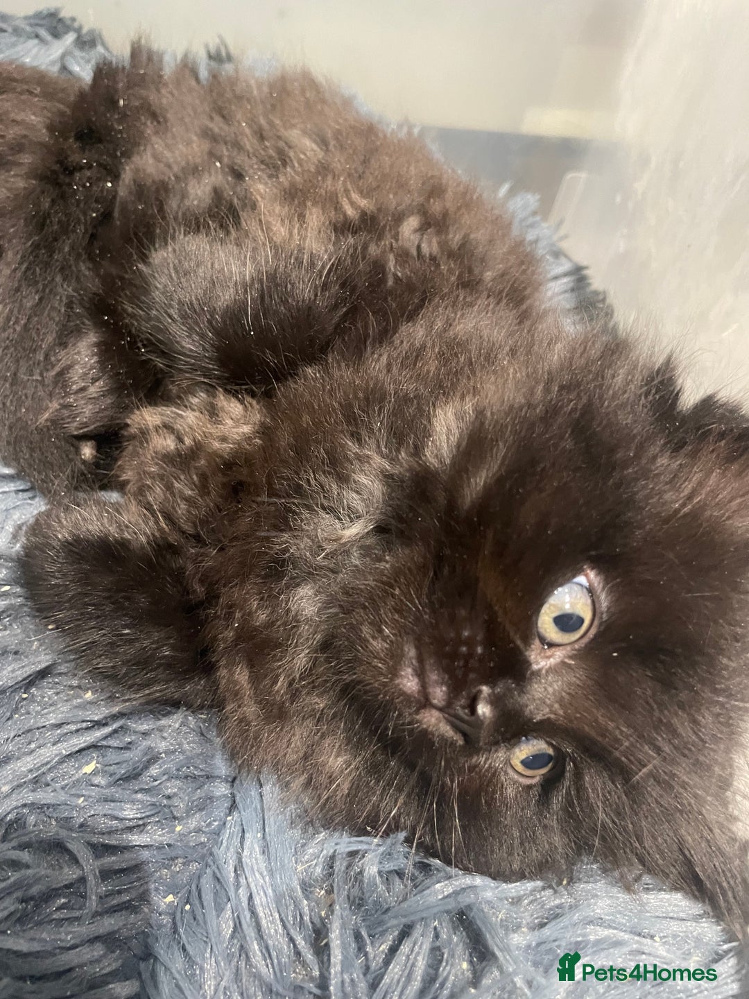 Mixed Breed cats for sale: Ragdoll cross kittens  - Advert 3