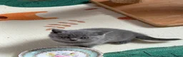 British Shorthair cats for sale: British Shorthair Kittens for Sale - Advert 4