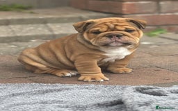 English Bulldog dogs for stud: Red Bulldog Stud - Image 4
