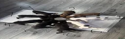 Mixed Breed dogs for sale: Bullmastiff x staffy puppies  - Advert 5