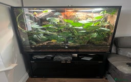 Gecko reptiles for sale: Crested gecko and custom viv - Image 3