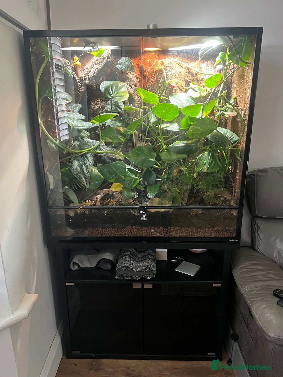 Gecko reptiles for sale: Crested gecko and custom viv - Image 3