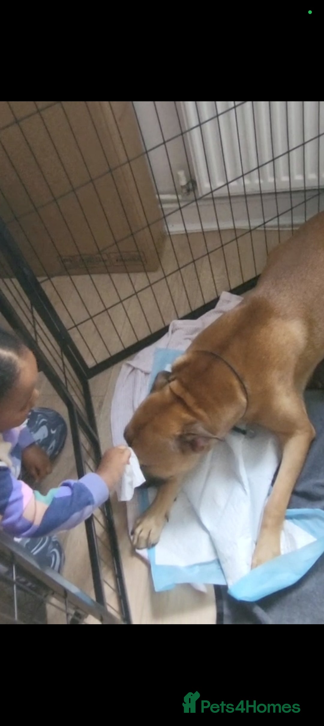 Mixed Breed dogs for sale: Beautiful Ridgeback Staffy x Rottweiler Puppies - Image 15