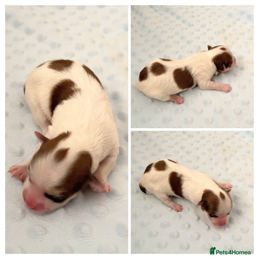 Havanese dogs for sale: Purebred KC Havanese puppies COI 0,2% - Image 7