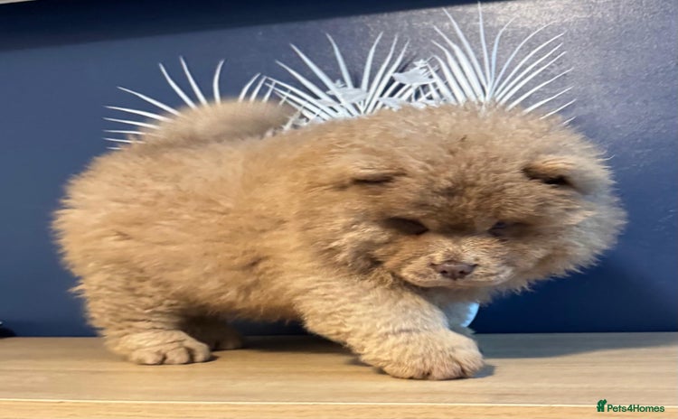 Chow Chow dogs - Advert 7