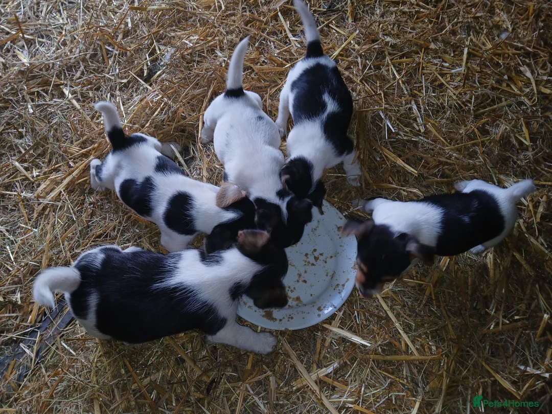 Jack Russell dogs for sale: Jack Russel puppies - Advert 2