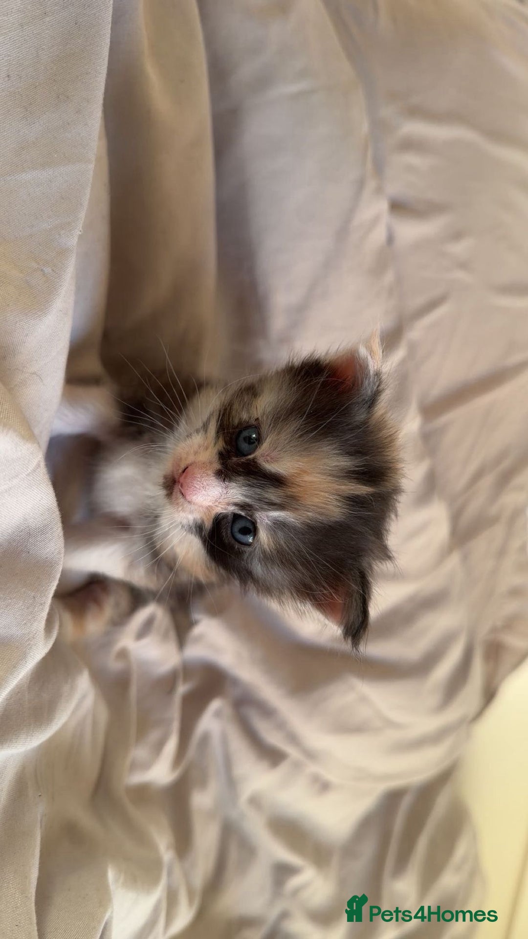 Maine Coon cats for sale: Beautiful Maine Coon Kittens - 1 pretty girl left - Advert 8