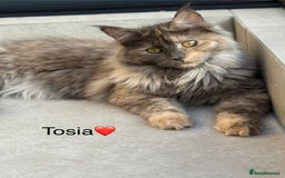 Maine Coon cats for sale: Maine Coon XXL -Pedigree  - Image 1