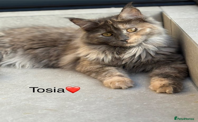 Maine Coon cats - Advert 10