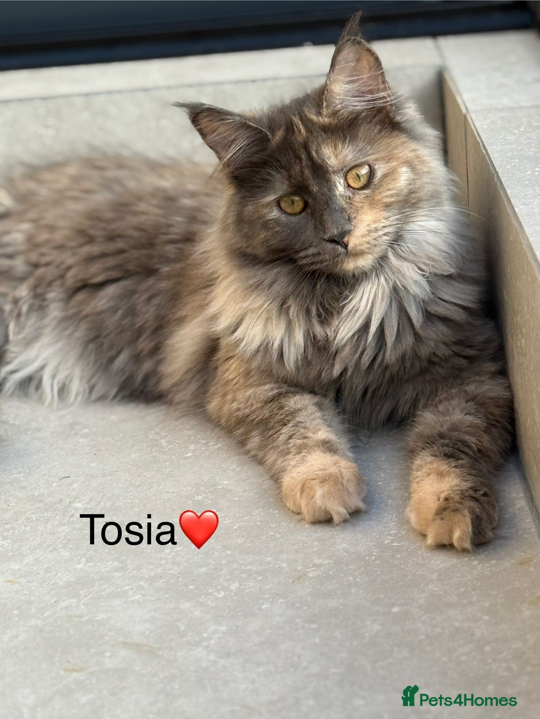 Maine Coon cats for sale: Maine Coon XXL -Pedigree  - Image 1