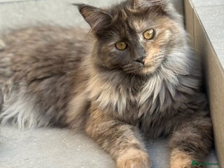 Maine Coon cats - Advert 20