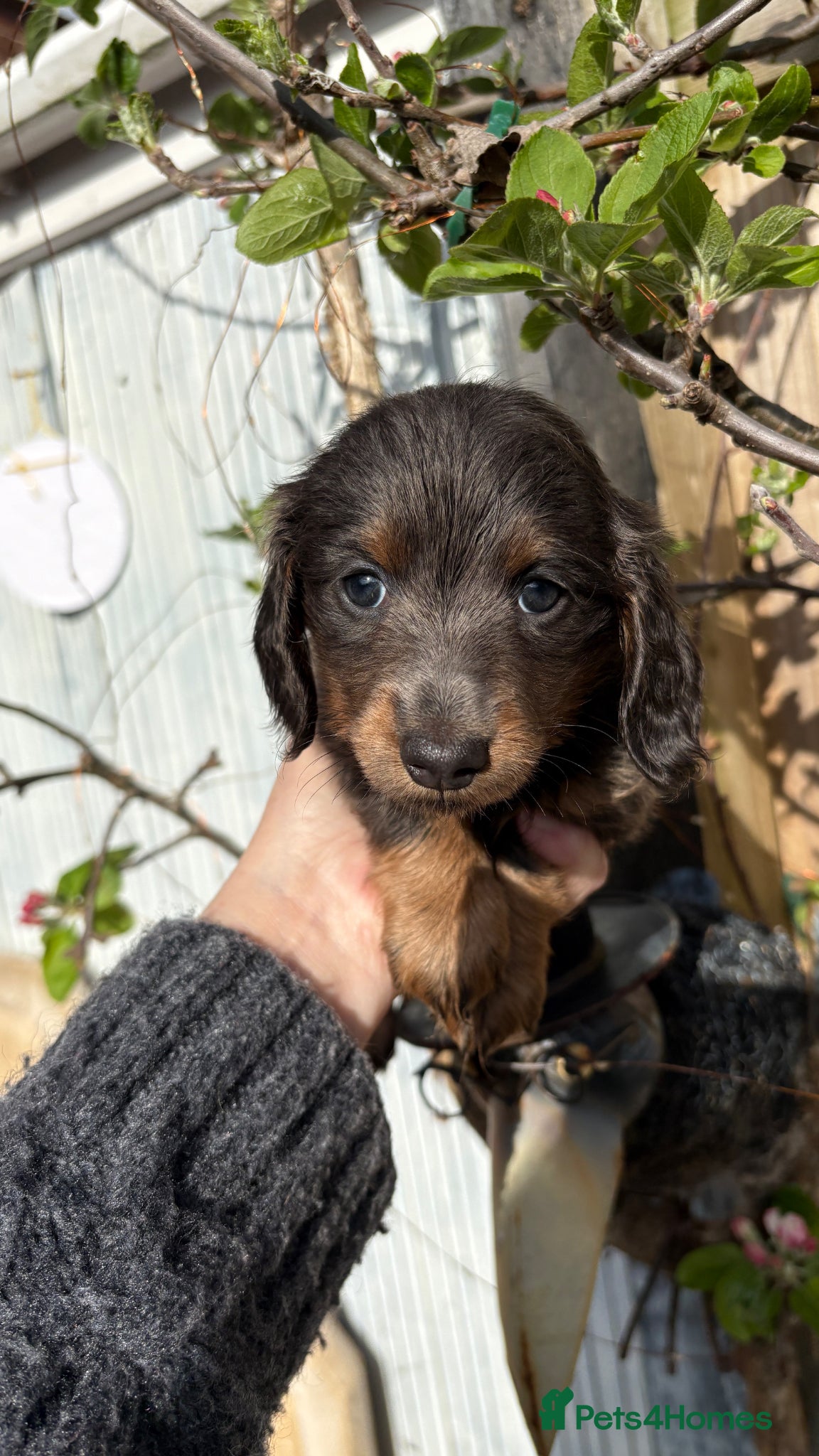 Miniature Dachshund dogs ♥️LONG COAT DAXIS♥️ ONLY GIRLS ♥️ - Advert 13
