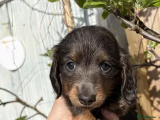 Miniature Dachshund dogs ♥️LONG COAT DAXIS♥️ ONLY GIRLS ♥️ - Advert 13