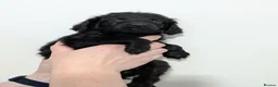Labradoodle dogs for sale: Miniature Labradoodles -Merle, Phantom, Black, Red - Advert 31