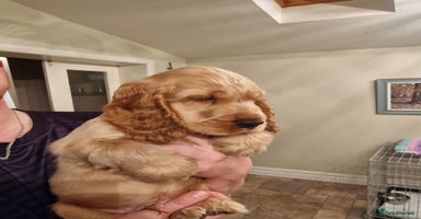 Cocker Spaniel dogs - Advert 11