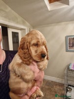 Cocker Spaniel dogs - Advert 11