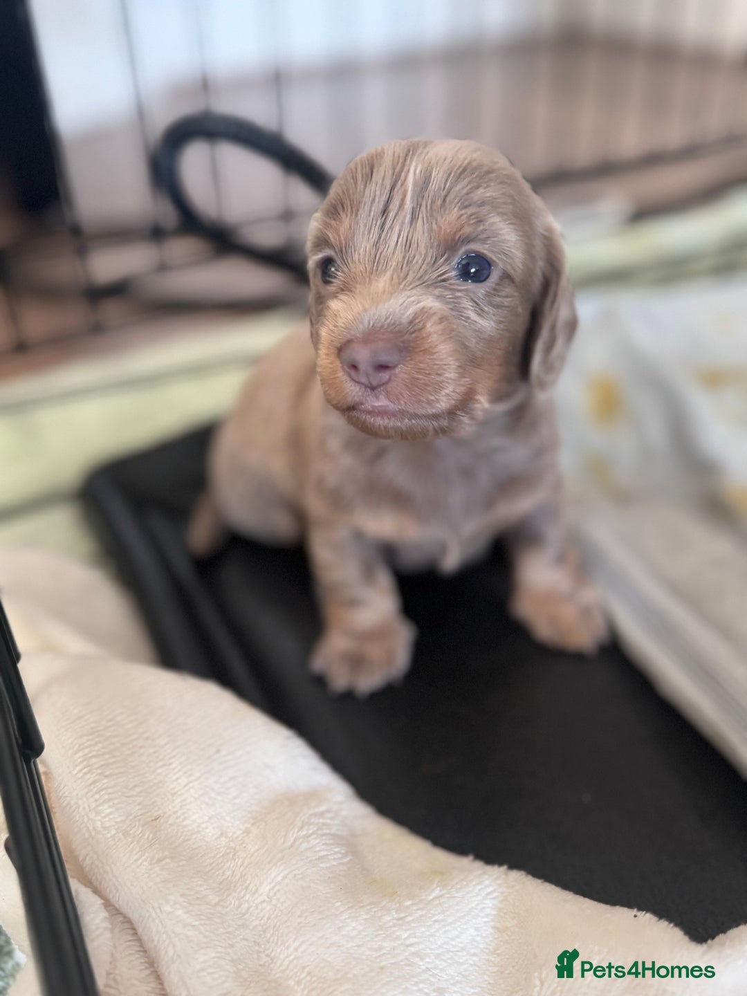 Miniature Dachshund dogs for sale: Gorgeous Miniature Daschunds  - Image 18