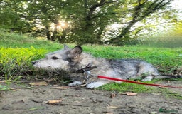 Mixed Breed dogs for adoption: 💙🐶 CHIP 🐶💙 - Image 8