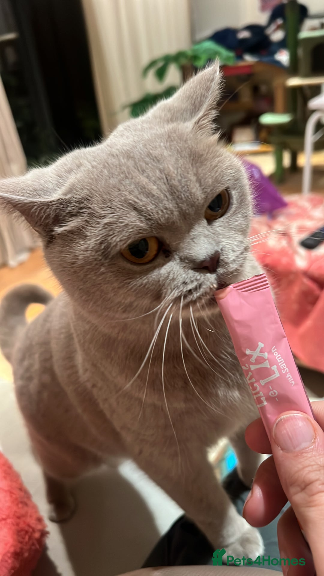 British Shorthair cats for sale: British shorthair - Image 3