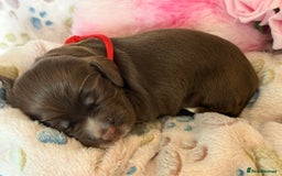 Cocker Spaniel dogs for sale: Beautiful Cocker Spaniel Puppies - Image 3
