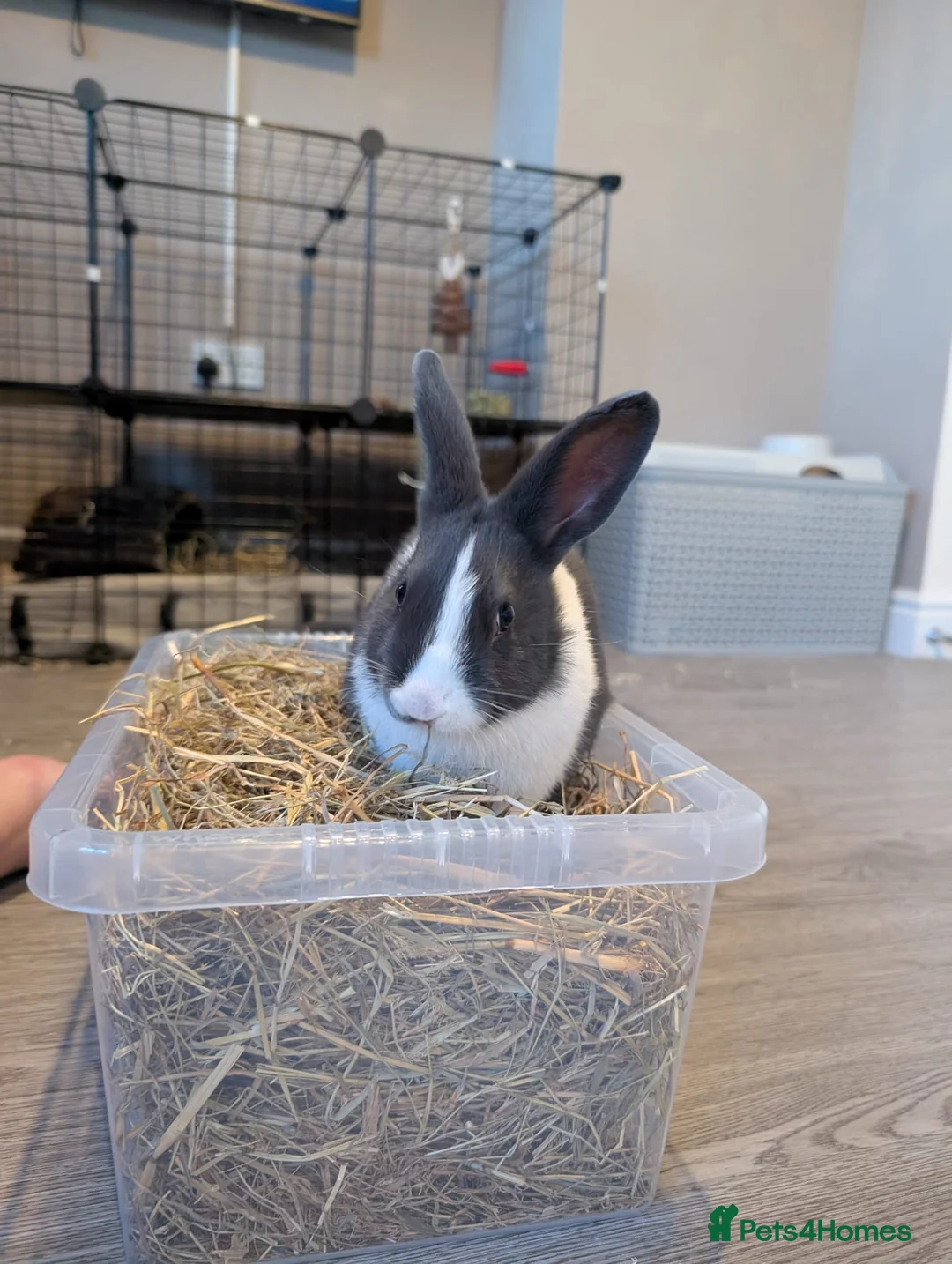 Mixed Breed rabbits for sale: Rabbit and cage in Norwich - Advert 5