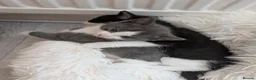 Mixed Breed cats for sale: Kittens - Advert 2