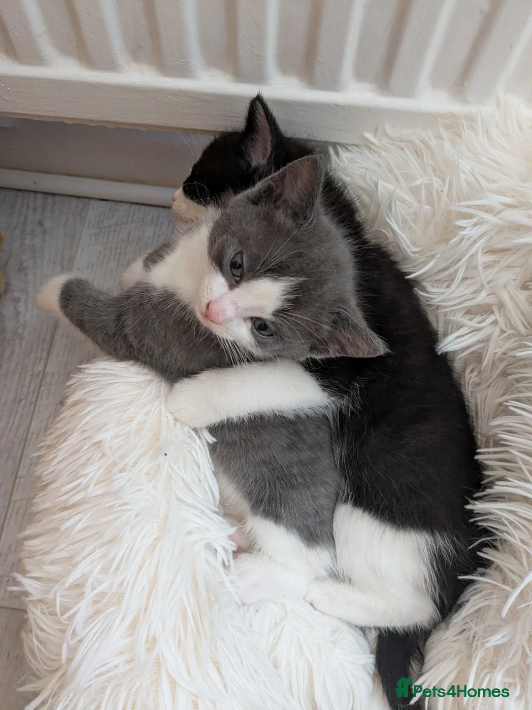 Mixed Breed cats for sale: Kittens - Advert 2
