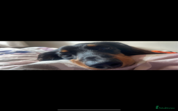 Dachshund dogs for stud: Kc Mini long haired dapple  in Leeds - Image 11