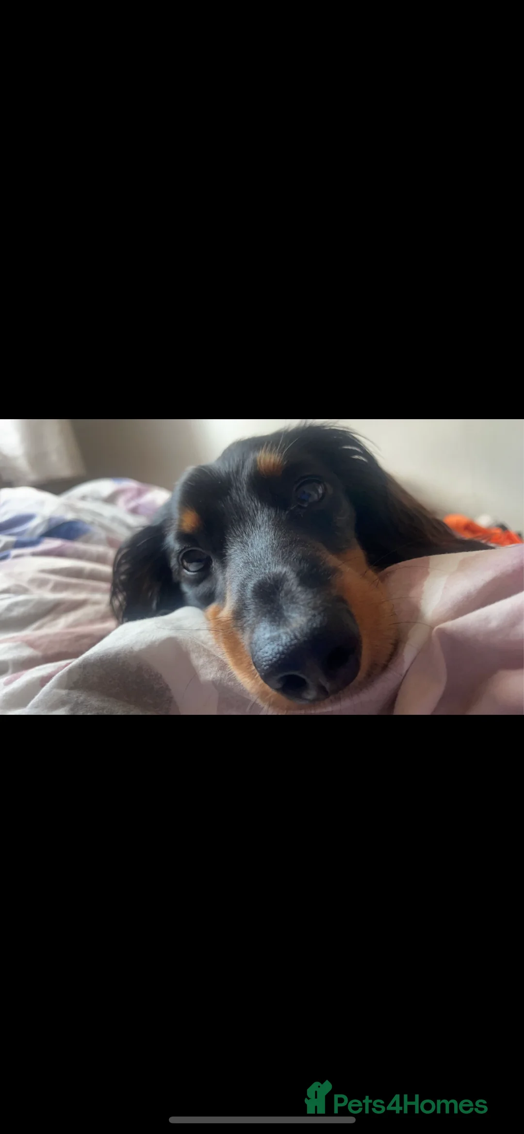 Dachshund dogs for stud: Kc Mini long haired dapple  in Leeds - Advert 11