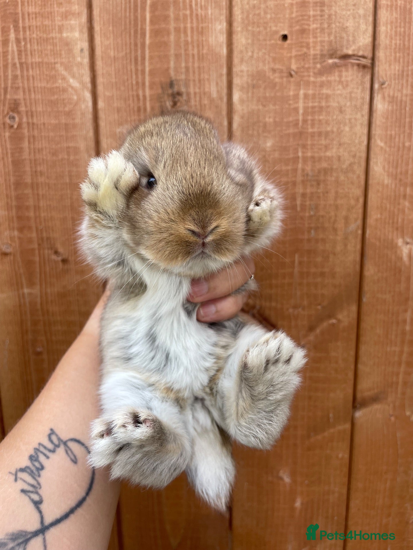 Mini Lop rabbits Mini lop babies - Advert 14