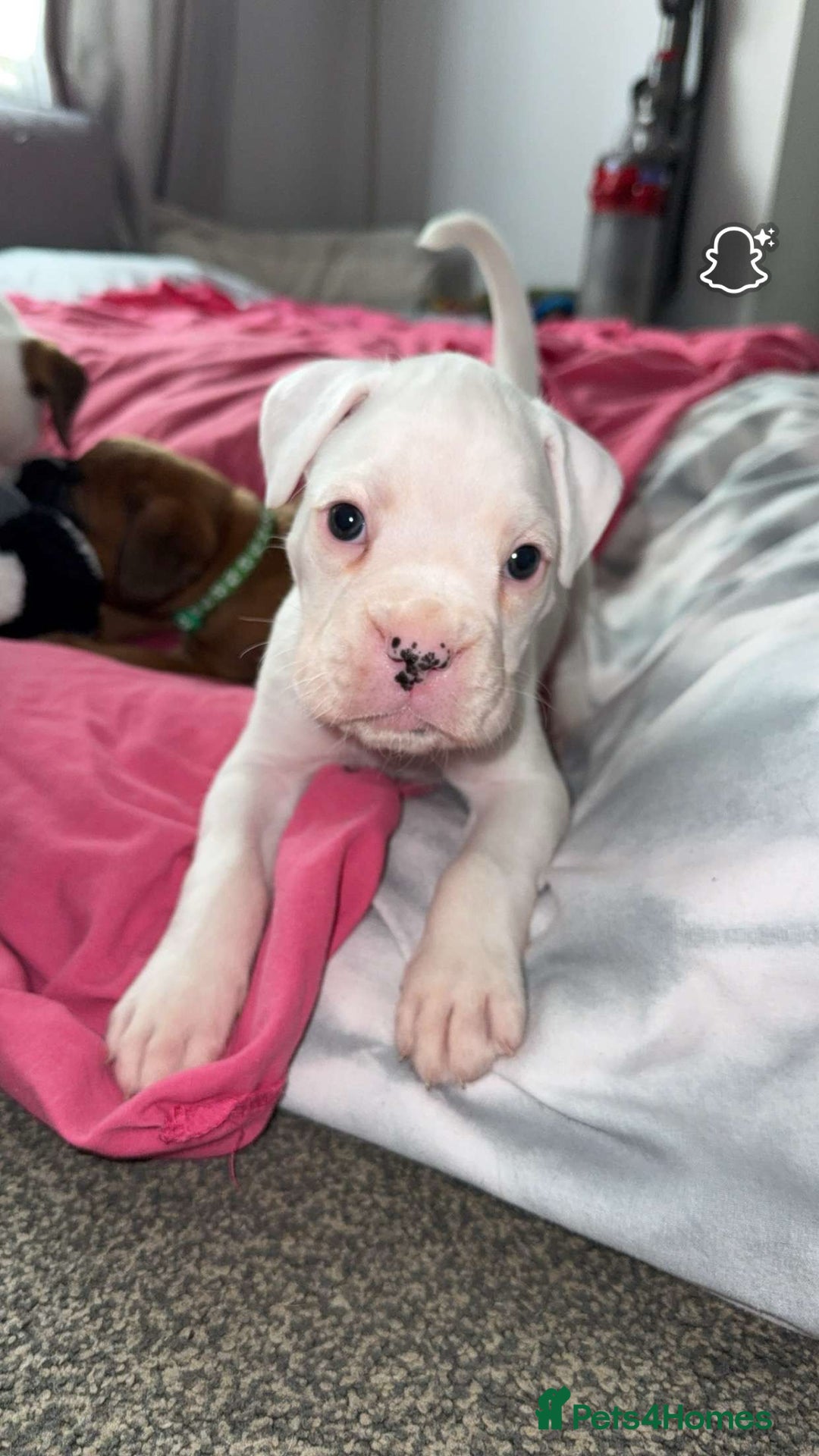 Boxer dogs for sale: Gorgeous KC Registered Boxer Pups - ONLY 3 LEFT - Image 3