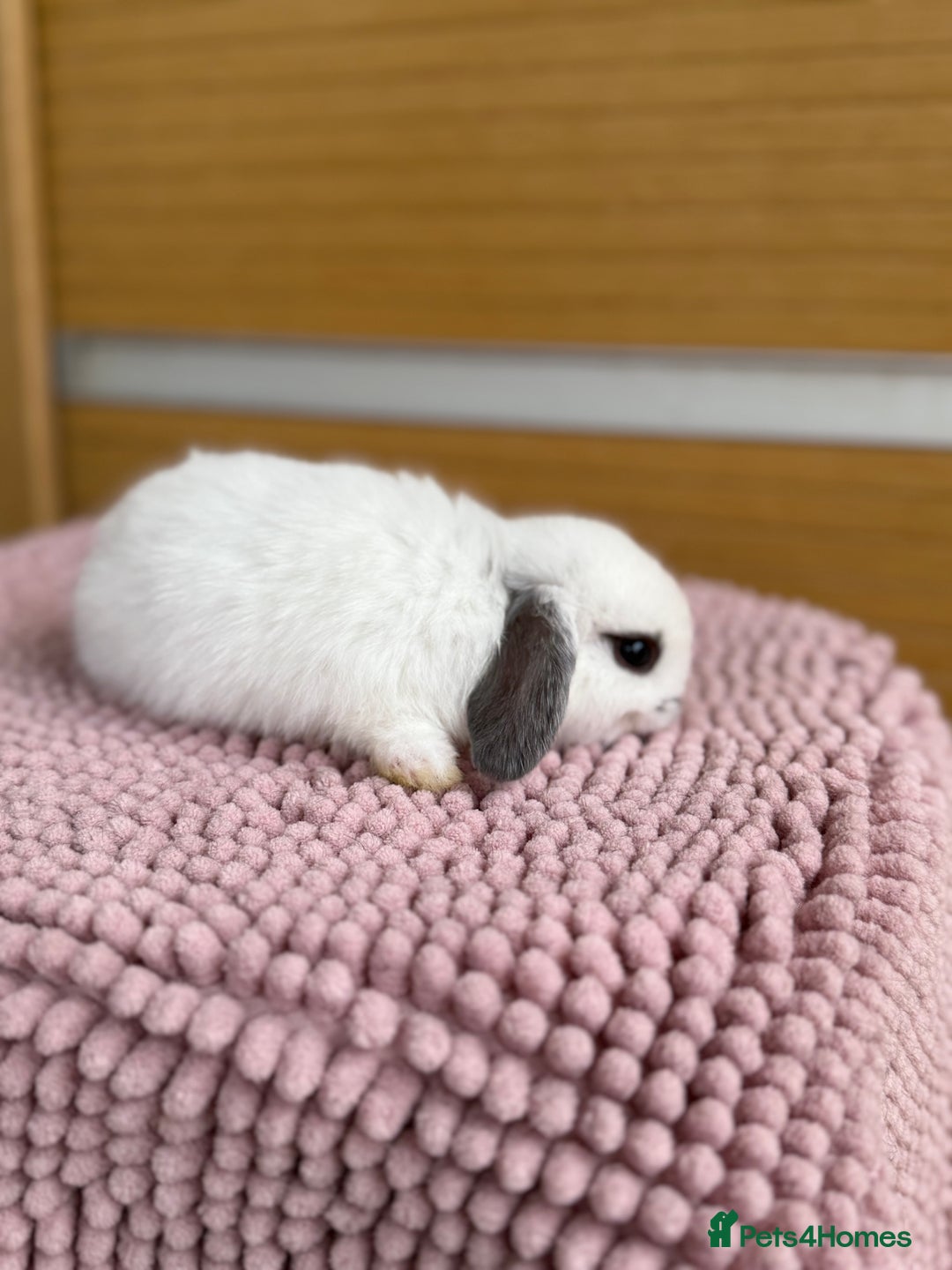 Mini Lop rabbits for sale: 4 baby mini lop bunnies  - Image 5