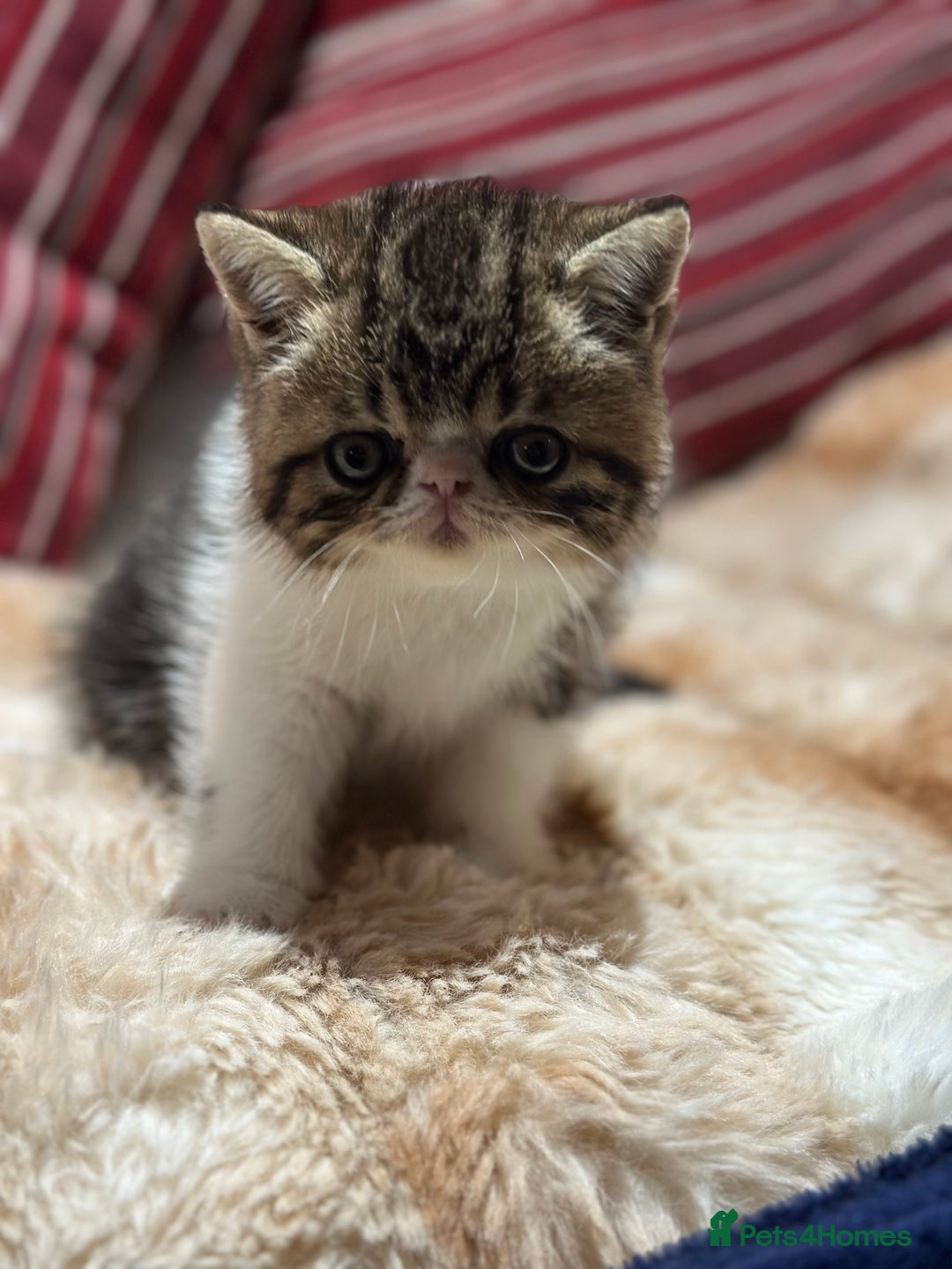 Exotic cats for sale: Brown Tabby/white exotic boy - Advert 5