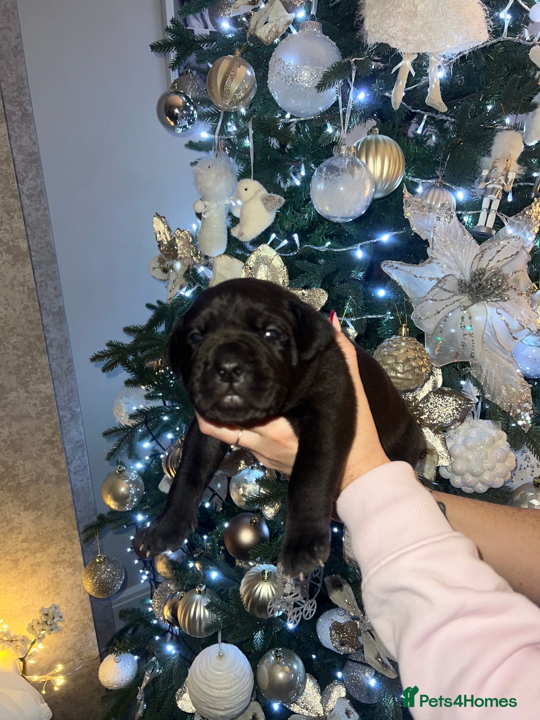 Cane Corso dogs for sale: Chunky cane corso boy pups - Advert 5